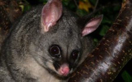 Is Possum Pest Control the Right Choice for Your Melbourne Property?