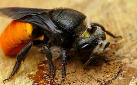 What Happens During a Professional Bee Removal in Melbourne?