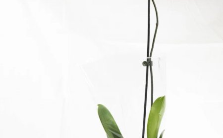 Flower Care Tips from Your Local Florist in Burnley