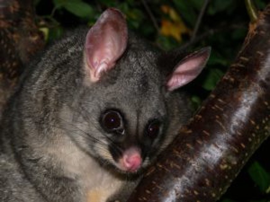Is Possum Pest Control the Right Choice for Your Melbourne Property?