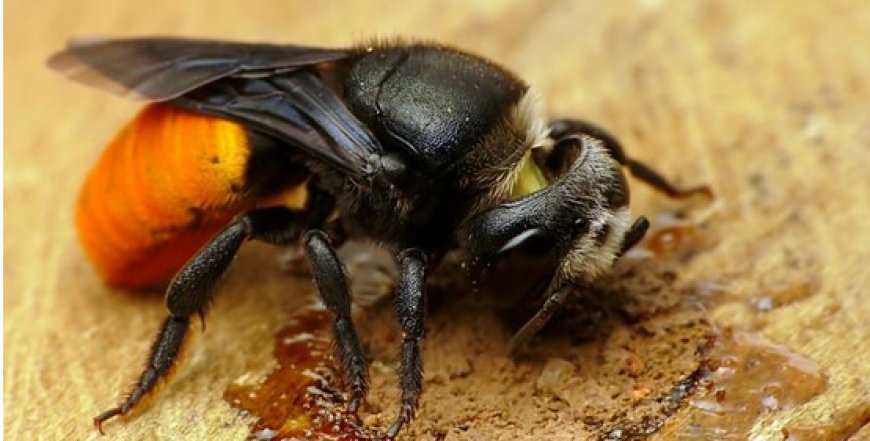 What Happens During a Professional Bee Removal in Melbourne?