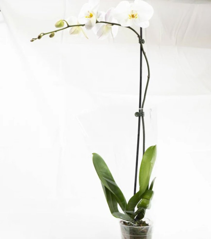 Flower Care Tips from Your Local Florist in Burnley