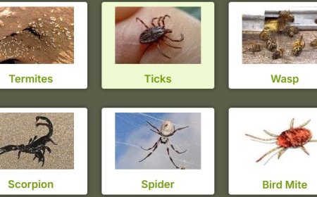 Cockroach Pest Control Perth: Evicting Perth’s Most Unwanted Houseguests