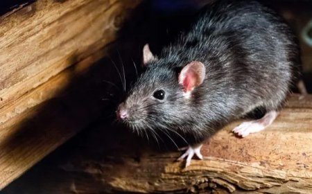 Effective Rat Control in Melbourne for Home and Office