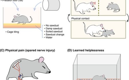 Ace Therapeutics Rolls Out Depression Animal Models After Its Depression-Related Behavior Testing Services