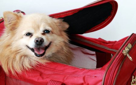 Stylish and Practical: Choosing the Right Small Dog Carrier Purse