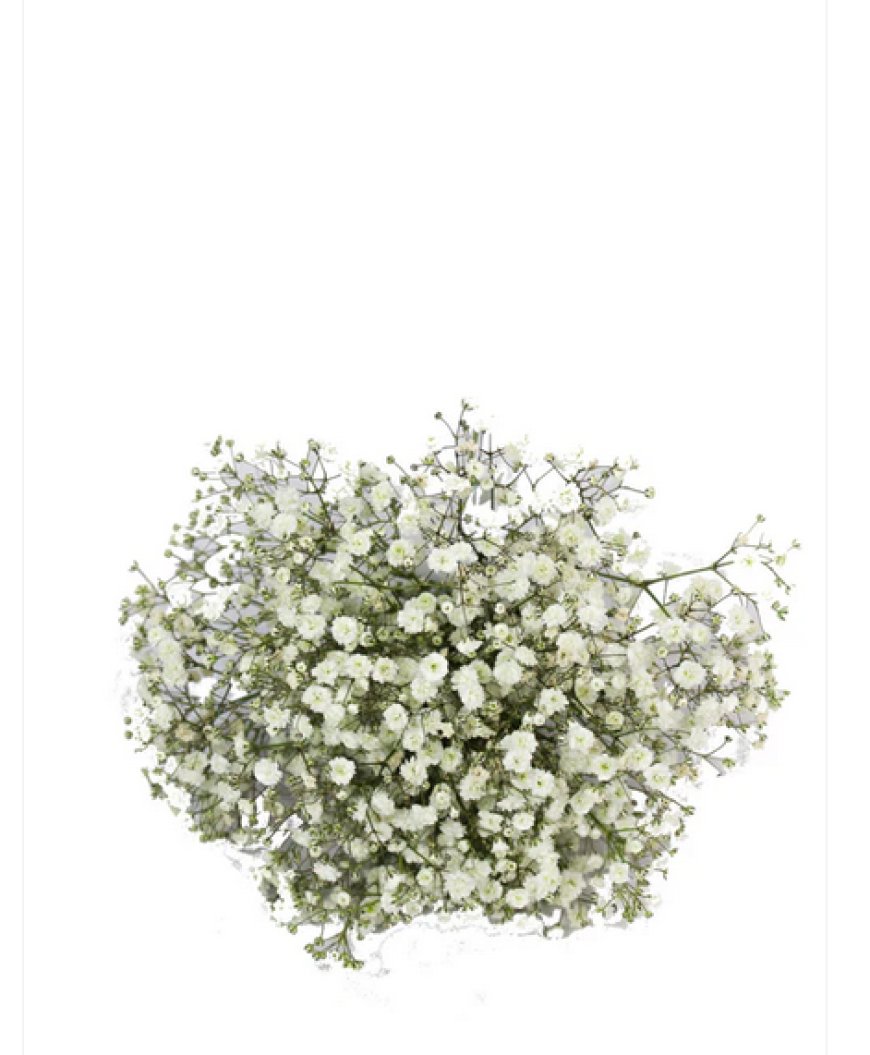 From Strathmore with Love — Flowers for Every Emotion