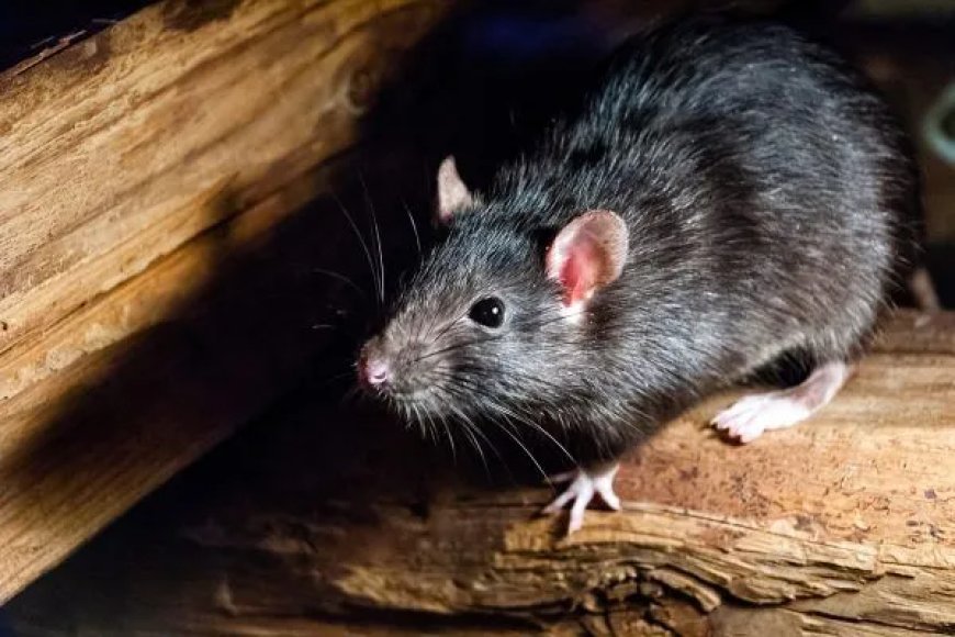 Effective Rat Control in Melbourne for Home and Office