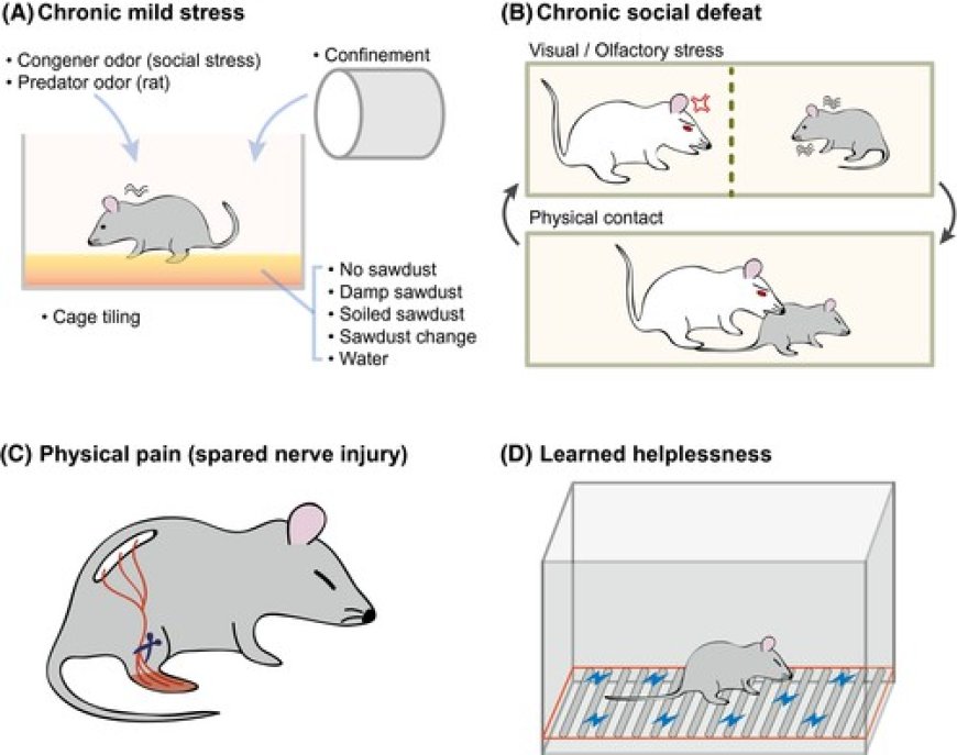 Ace Therapeutics Rolls Out Depression Animal Models After Its Depression-Related Behavior Testing Services