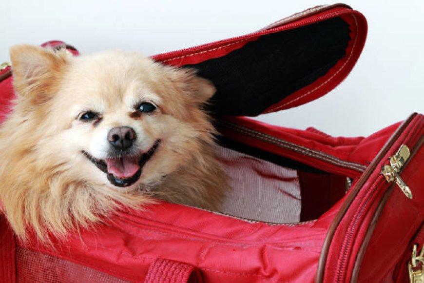 Stylish and Practical: Choosing the Right Small Dog Carrier Purse