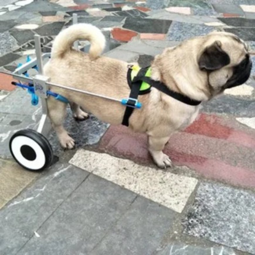 Pet Wheelchair Market Size, Trends, and Strategic Growth Analysis 2025-2032